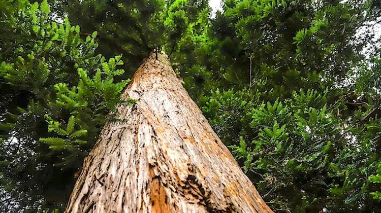 ESPOIR – Une filière séquoia pour les Landes et les Pyrénées-Atlantiques